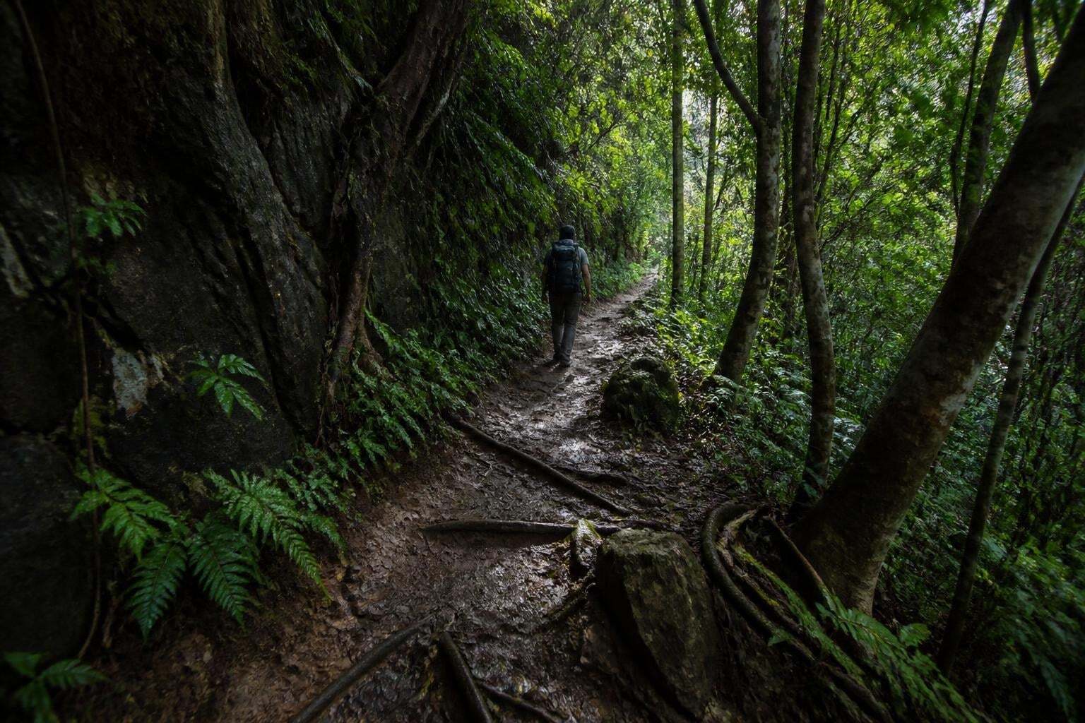 A lone traveler on a jungle trail